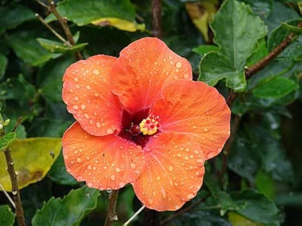 Orange Hibiscus flower seeds