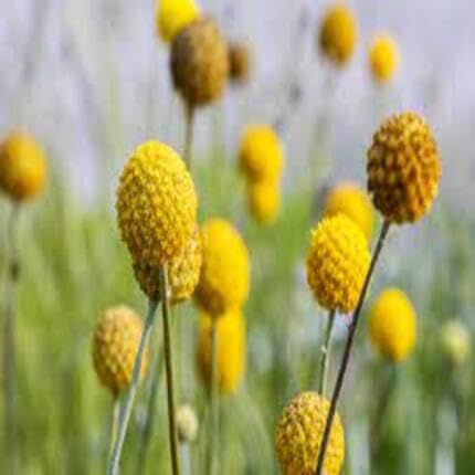 Yellow Billy Buttons Flower - Heirloom, Non - Gmo Seeds