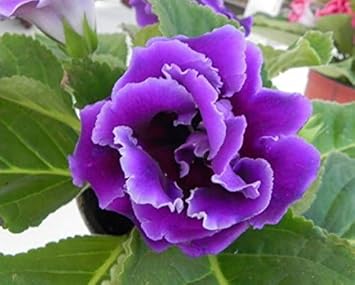 Gloxinia Perennial flower seeds