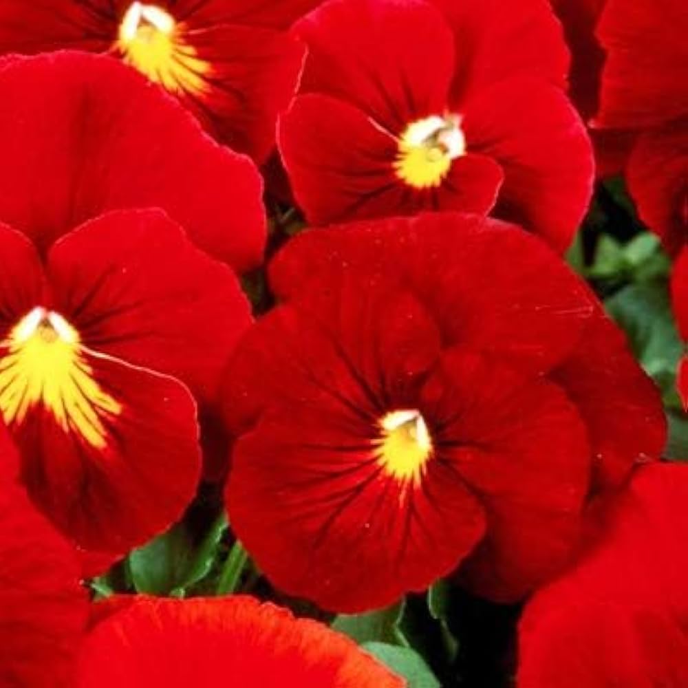 Red Pansy flower seeds