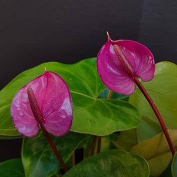 Anthurium Andraeanum flower seeds