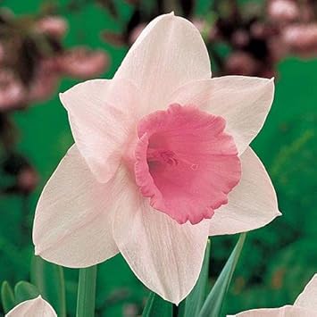 Pale Pink flower seeds