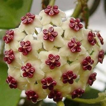 Cream Hoya flower seeds