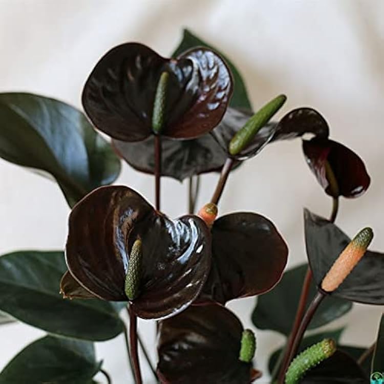 Black Anthurium flower seeds