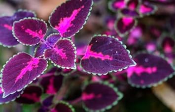 Black Pink flower seeds