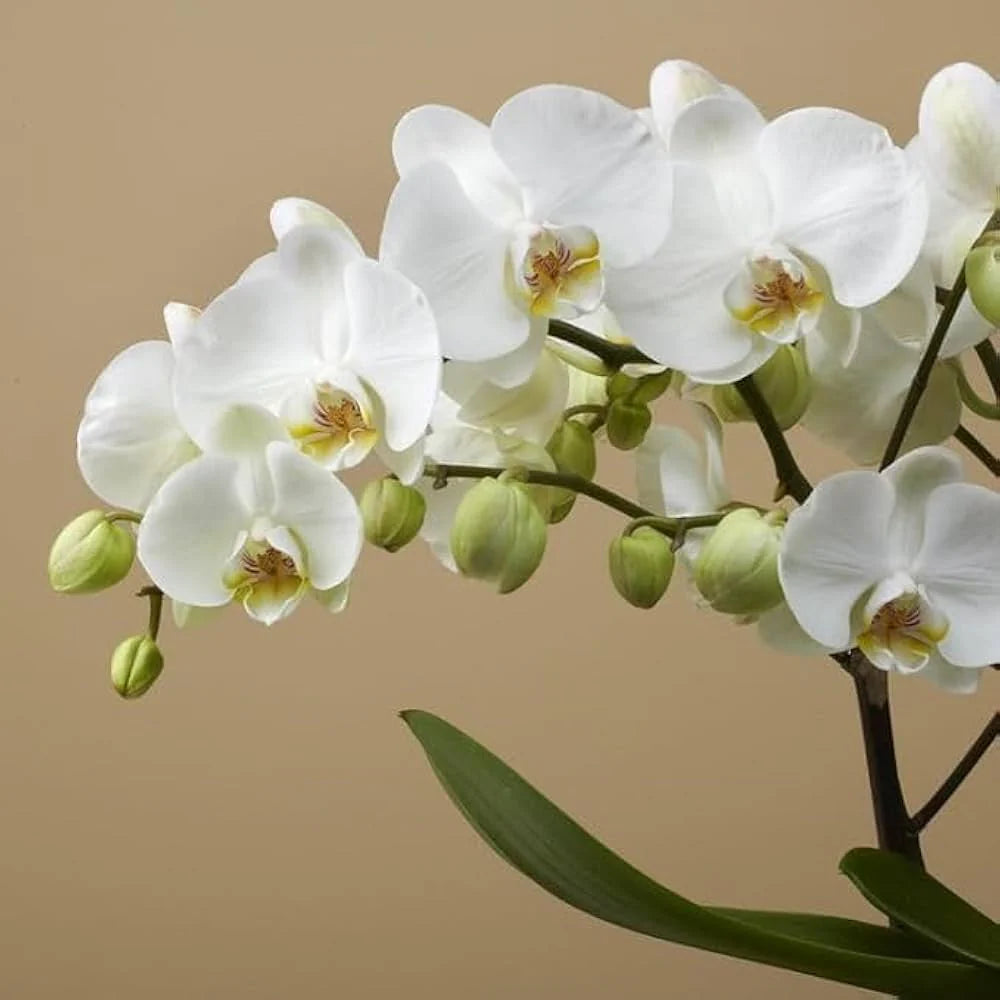 White Phalaenopsis flower seeds