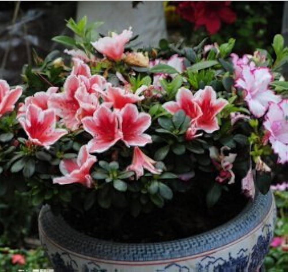 Azalea flower seeds