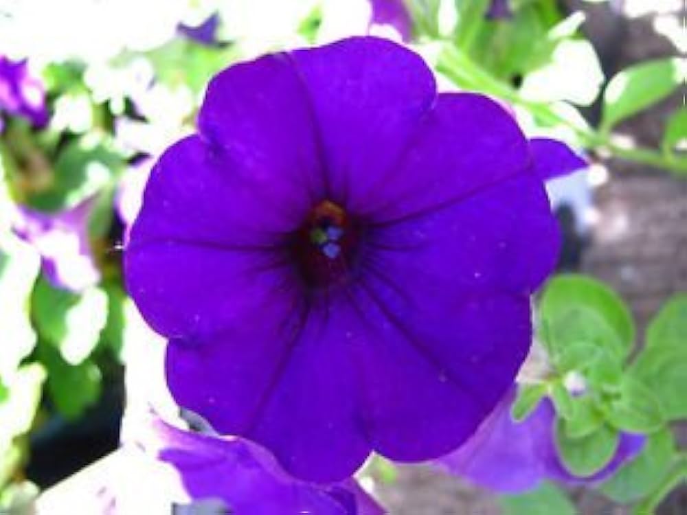 Limbo Lilac flower seeds