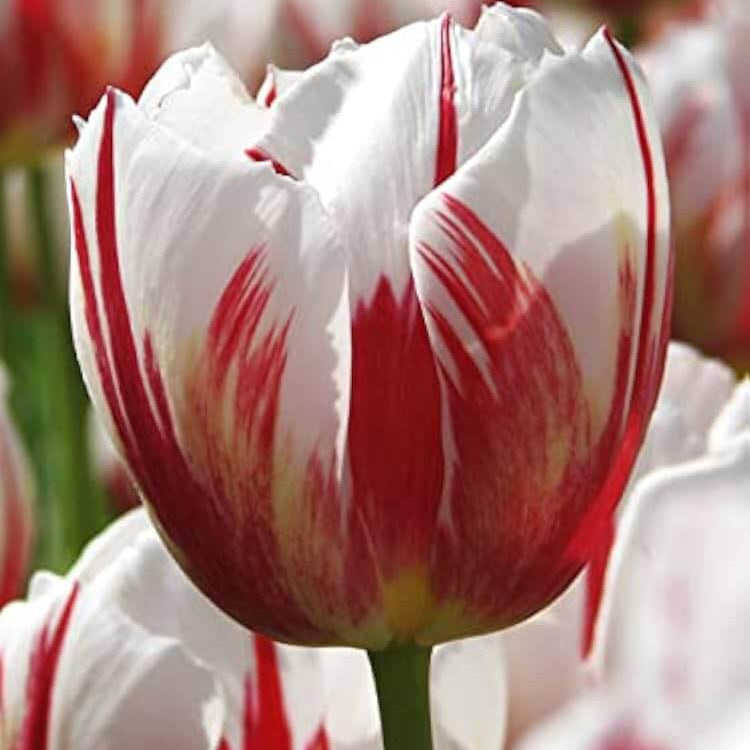 and White Tulip plant