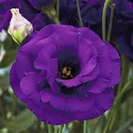 Lisianthus Flower Purple - Heirloom, Non - Gmo Seeds