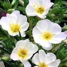 White Evening flower seeds