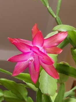 Pink Zygocactus flower seeds