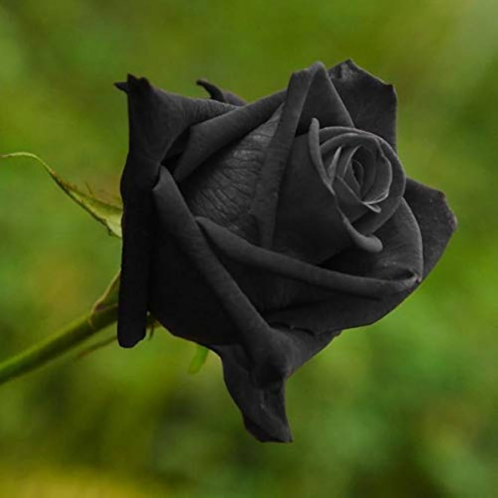 Black Rose plant