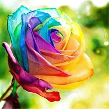 Rainbow Rose flower seeds