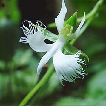 Egret flower seeds