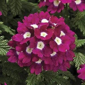 Burgundy Logro flower seeds
