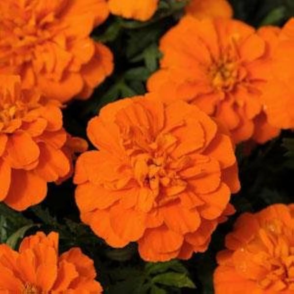 Bonanza Orange Marigold plant