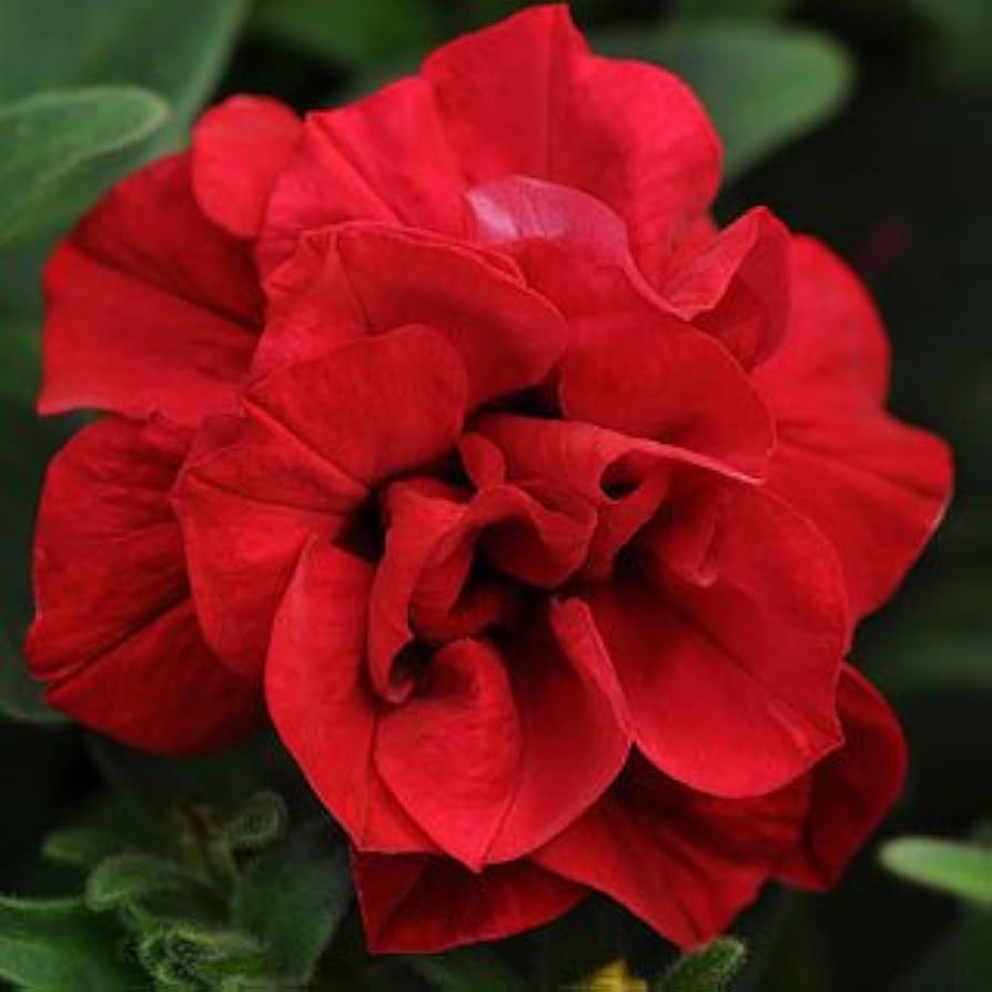 Carmine Logro flower seeds