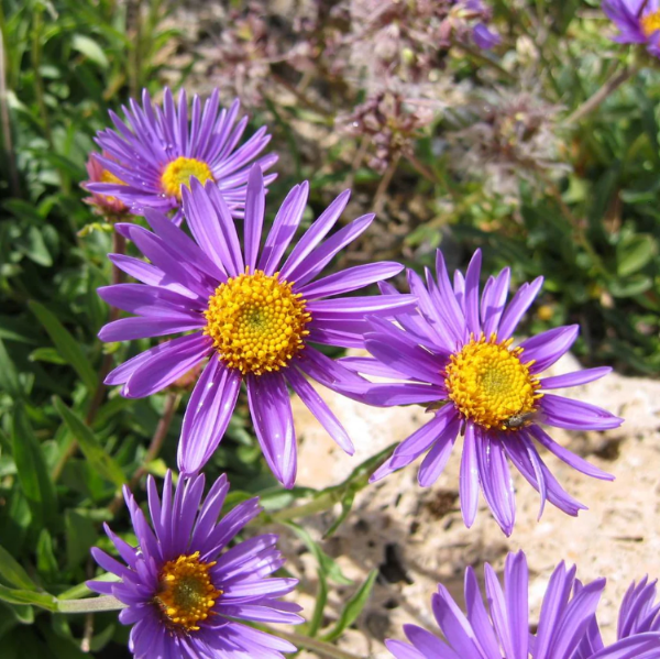 Colors Aster Alpinus plant