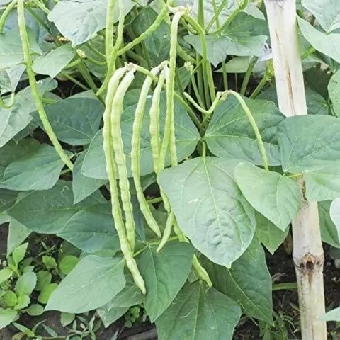 Cowpea Seeds for Planting – Heirloom Black-Eyed Pea Garden Seeds