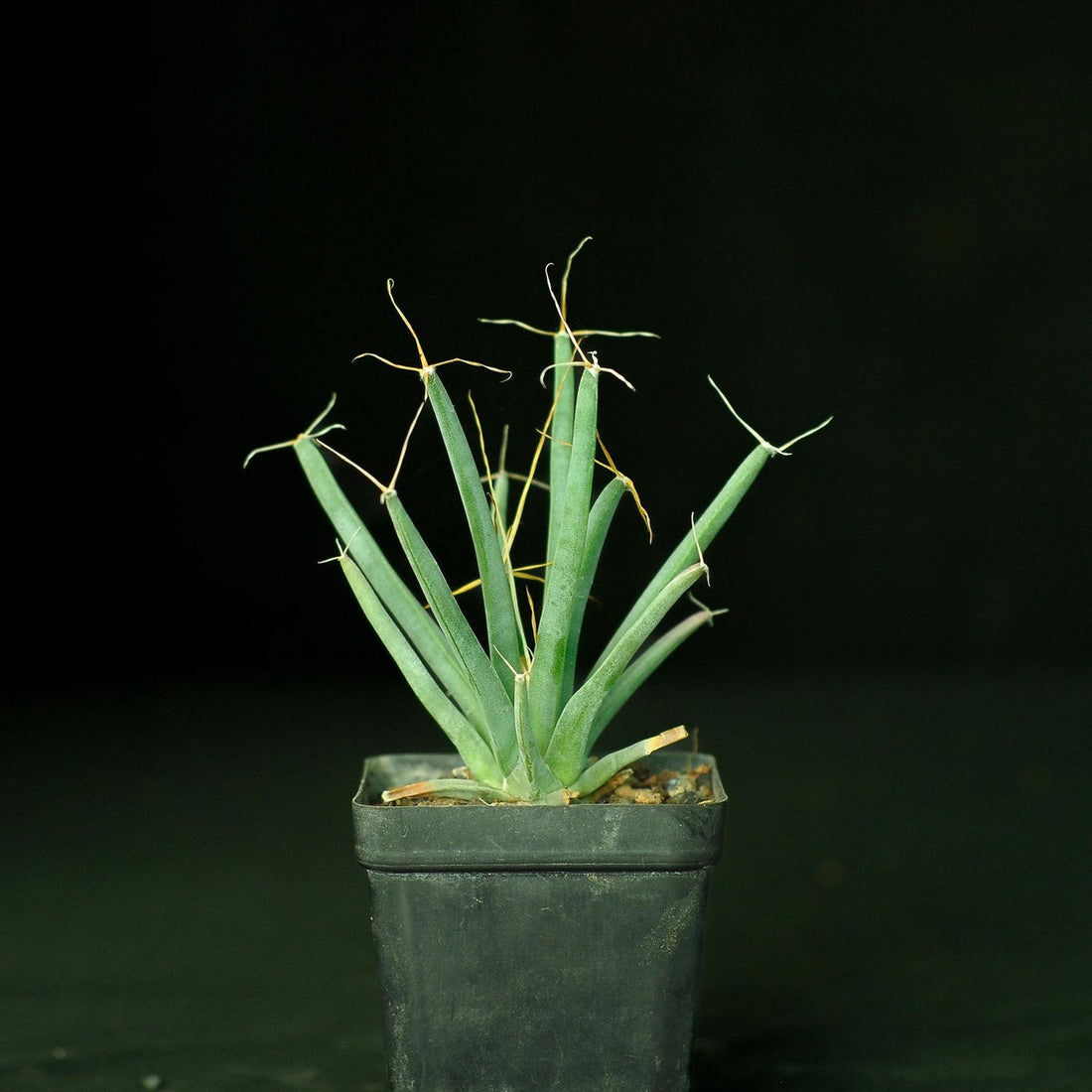 Green Leuchtenbergia flower seeds