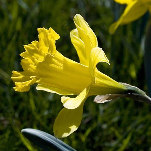 Graines de narcisse jaune clair à planter – Fleurs de jardin élégantes