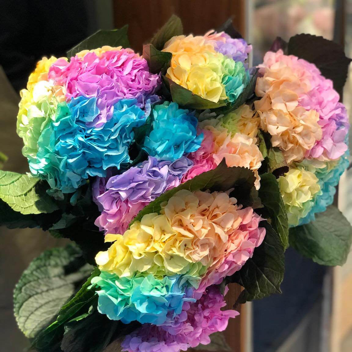 Pastel Rainbow Hydrangea plant