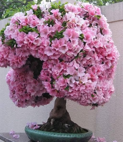 Baby Pink flower seeds