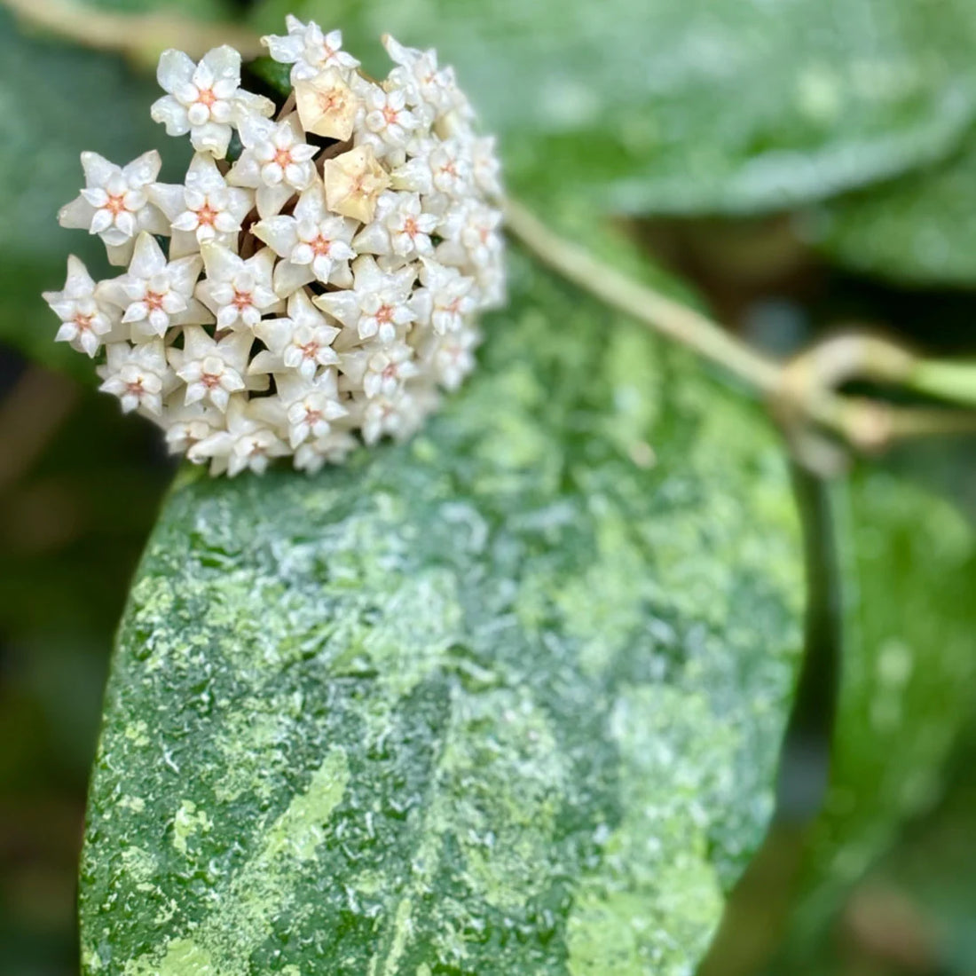 Sea Green flower seeds