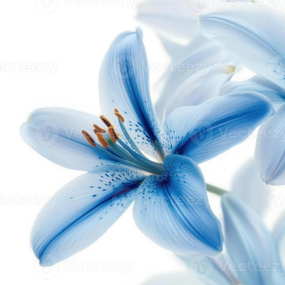 Blue Lily plant