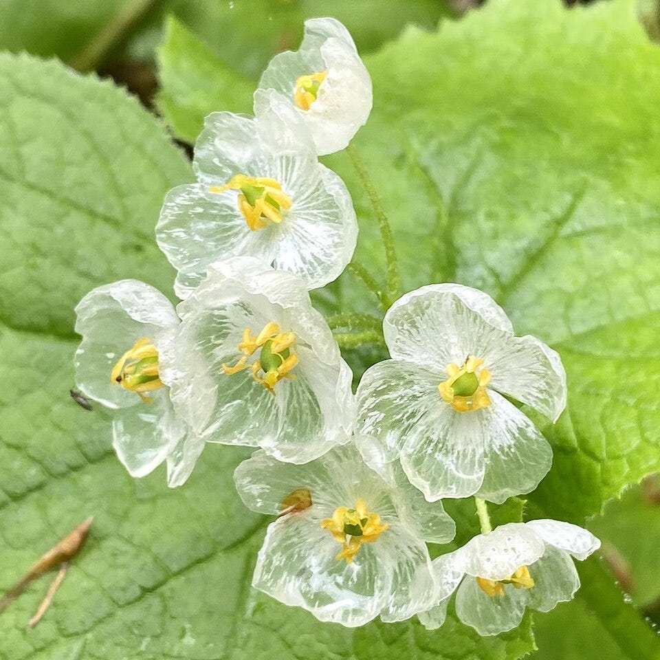 Skeleton flower seeds