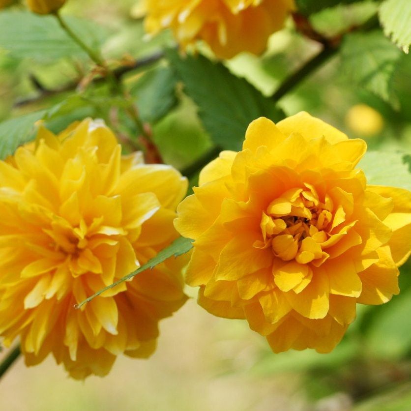 Yellow Kerria flower seeds