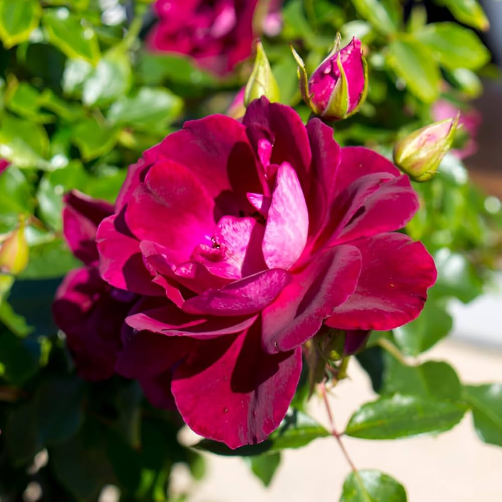 Burgundy Climbing Rose plant