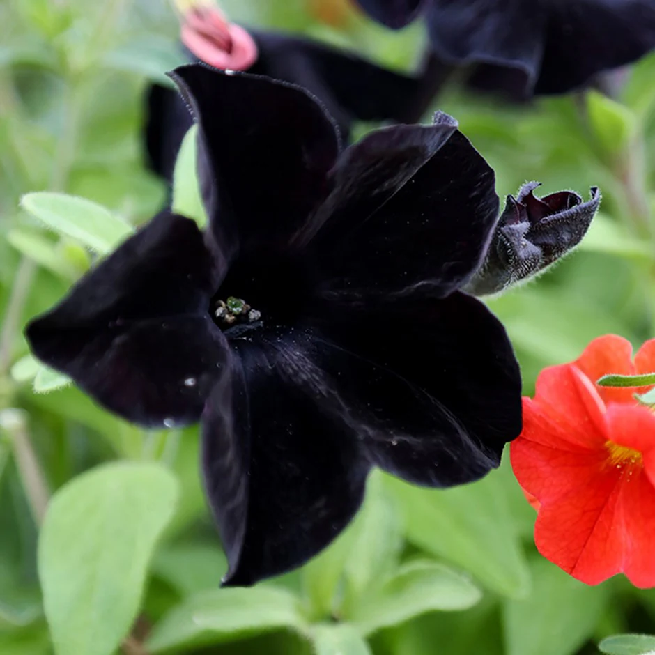 Black Velvet Petunia plant