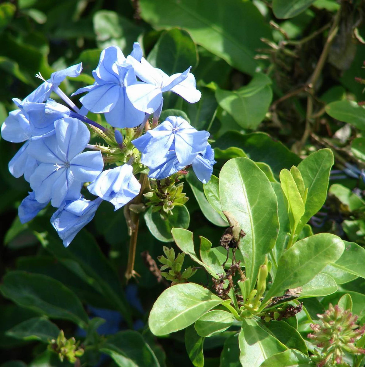 Blue Plumbago plant