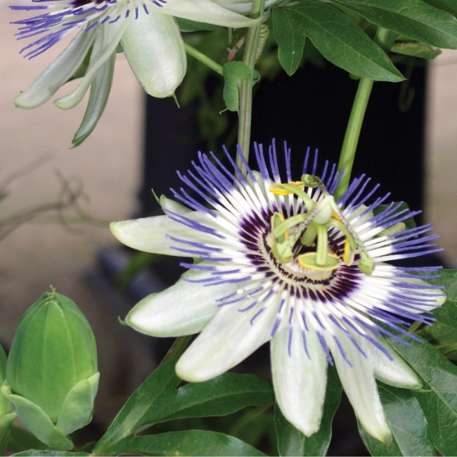 Flowering Vine Passion plant