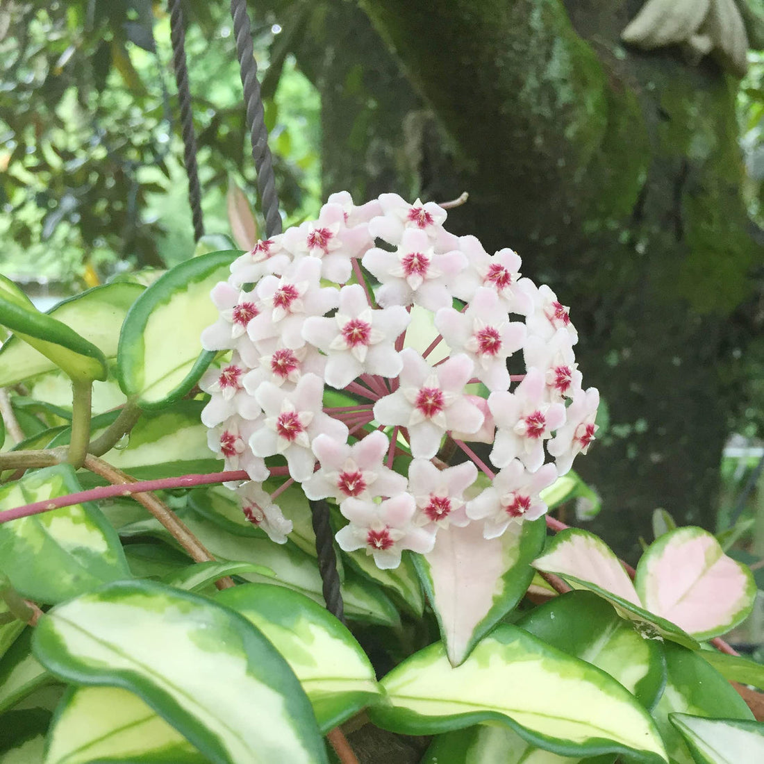 Hoya flower seeds