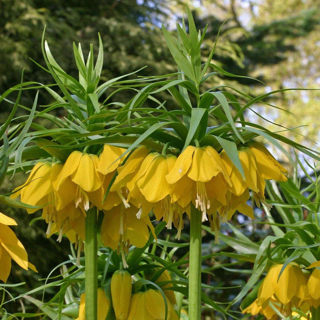 Yellow Fritillaria flower seeds