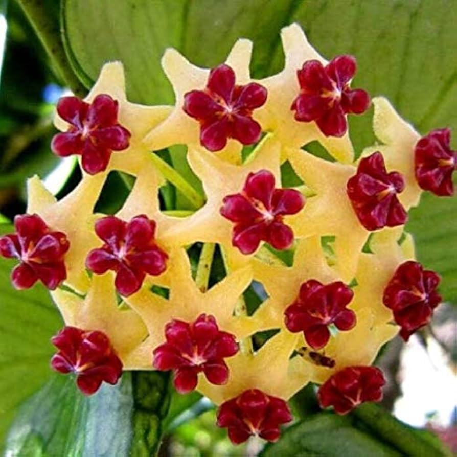 Canossa flower seeds