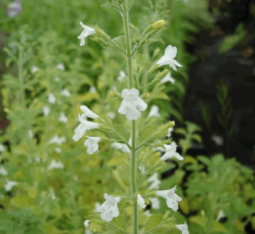Calamintha flower seeds