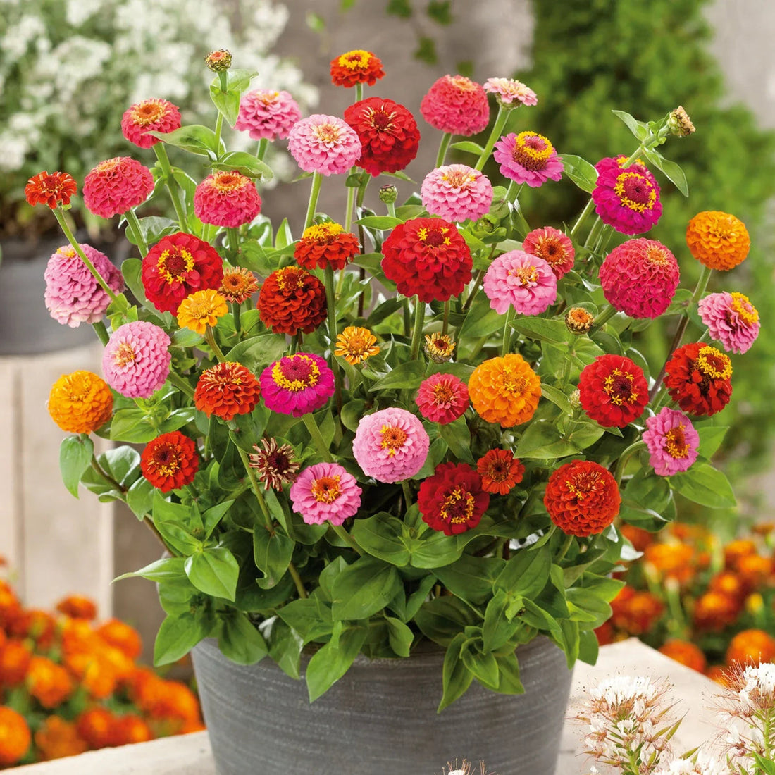 Thumbelina flower seeds