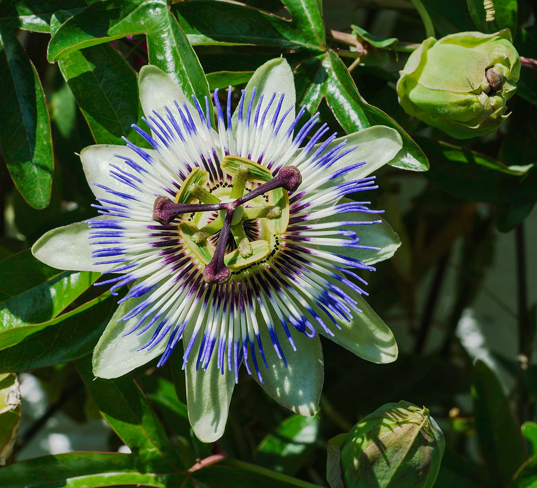 Blue Passion flower seeds