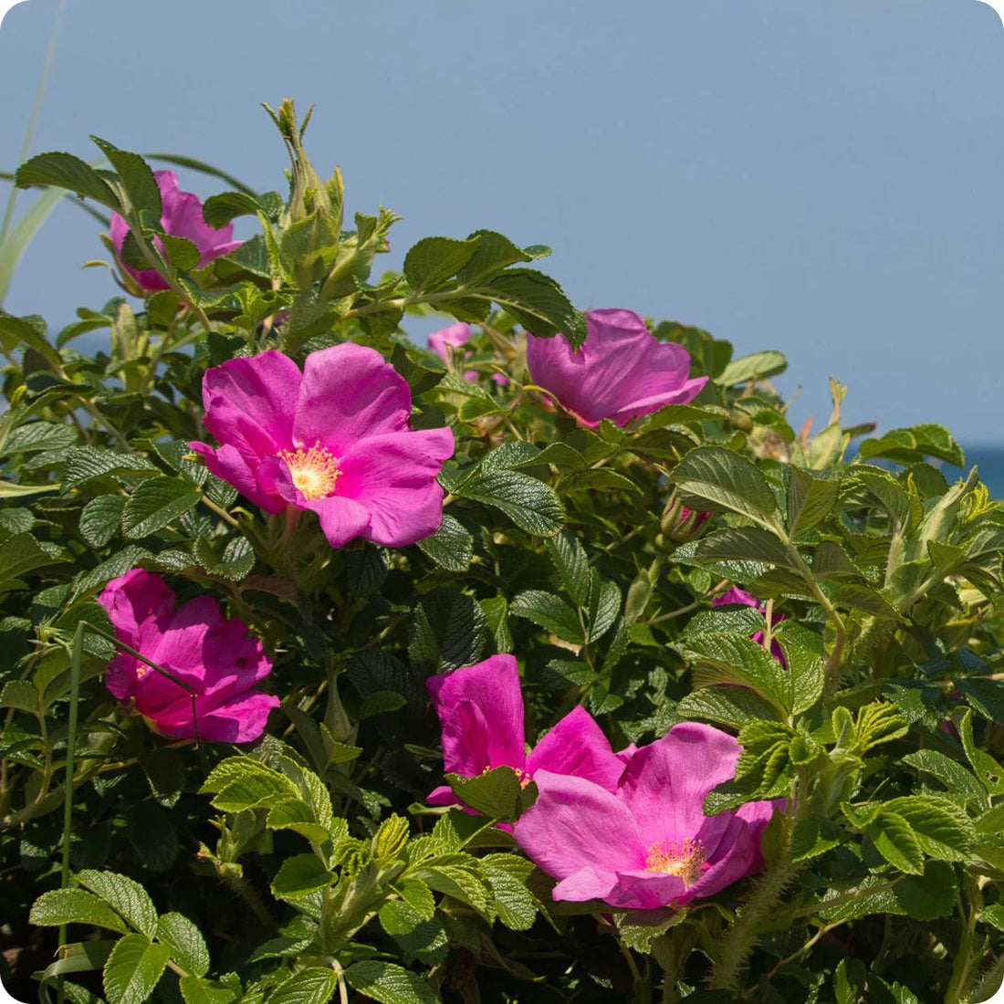 Rosa Rugosa flower seeds