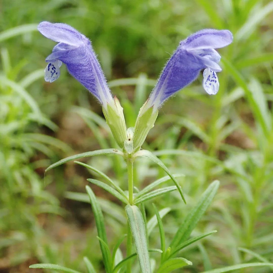 Dracocephalum flower seeds