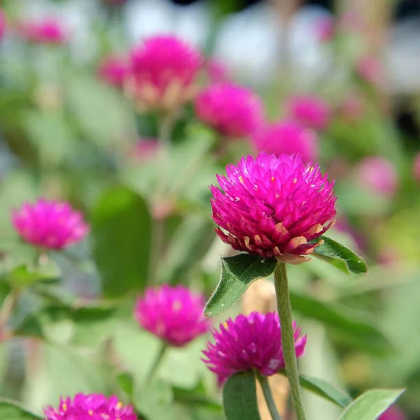 Gomphrena flower seeds