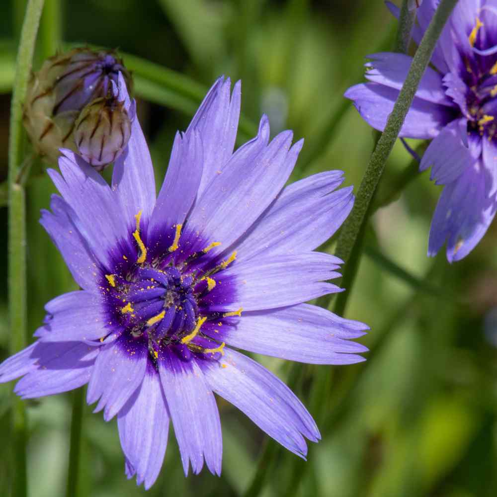 Cupid'S flower seeds