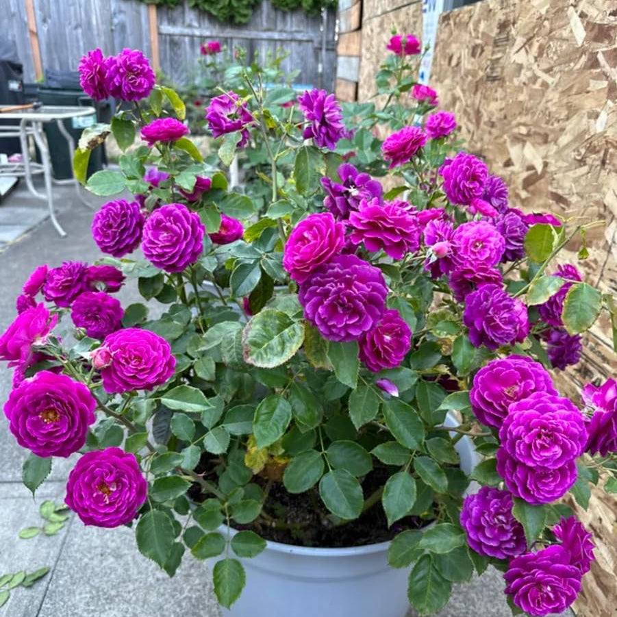 Rosa plant