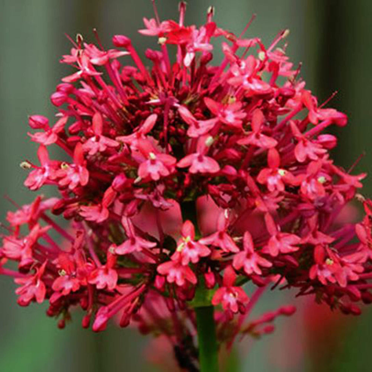 Perennial Red Valerian plant