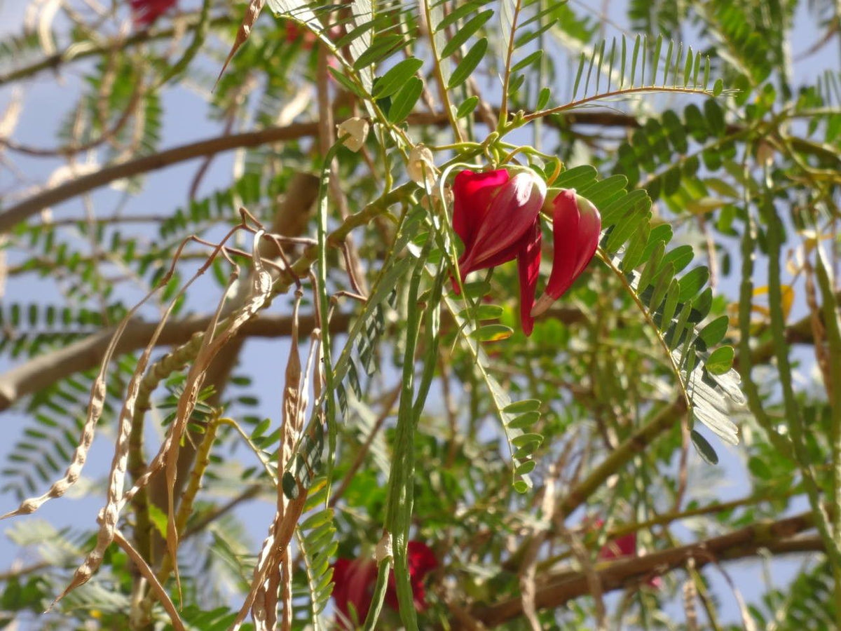 Grandiflora Sesbania plant