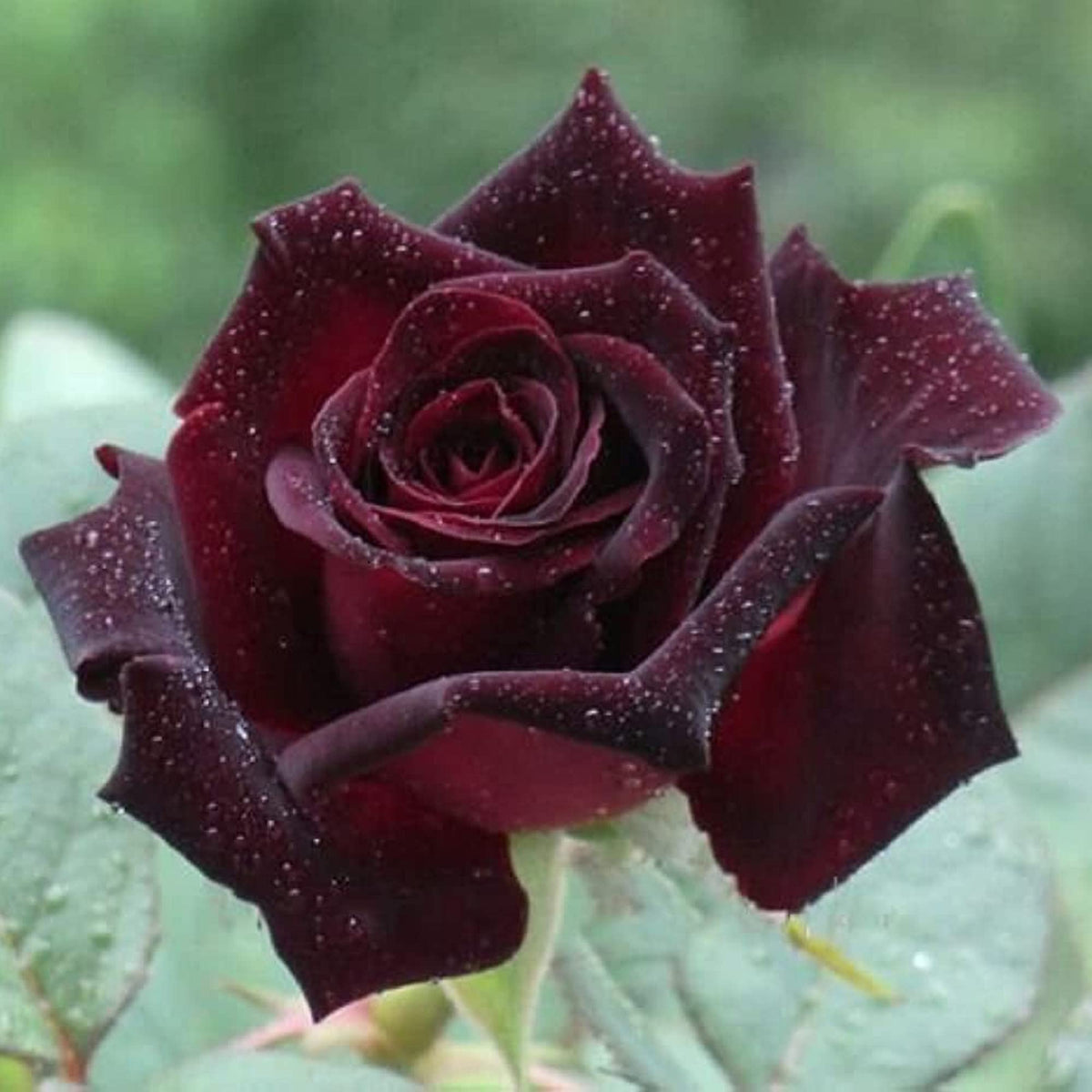 Black Baccara Rose plant